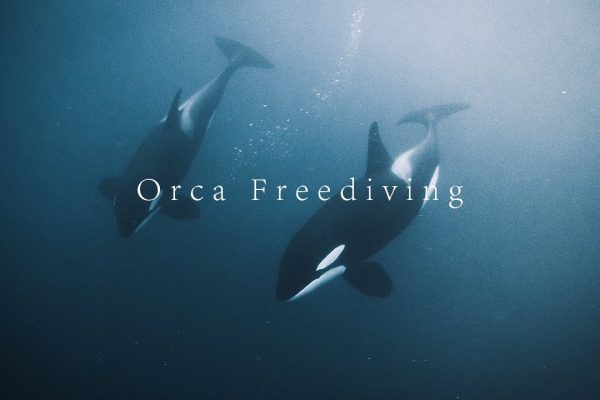 orca freediving in norway youtube