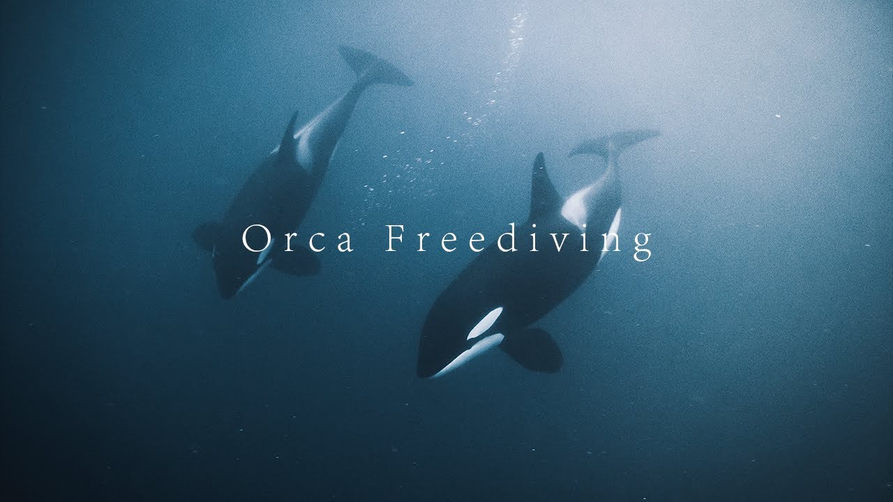 orca freediving in norway youtube